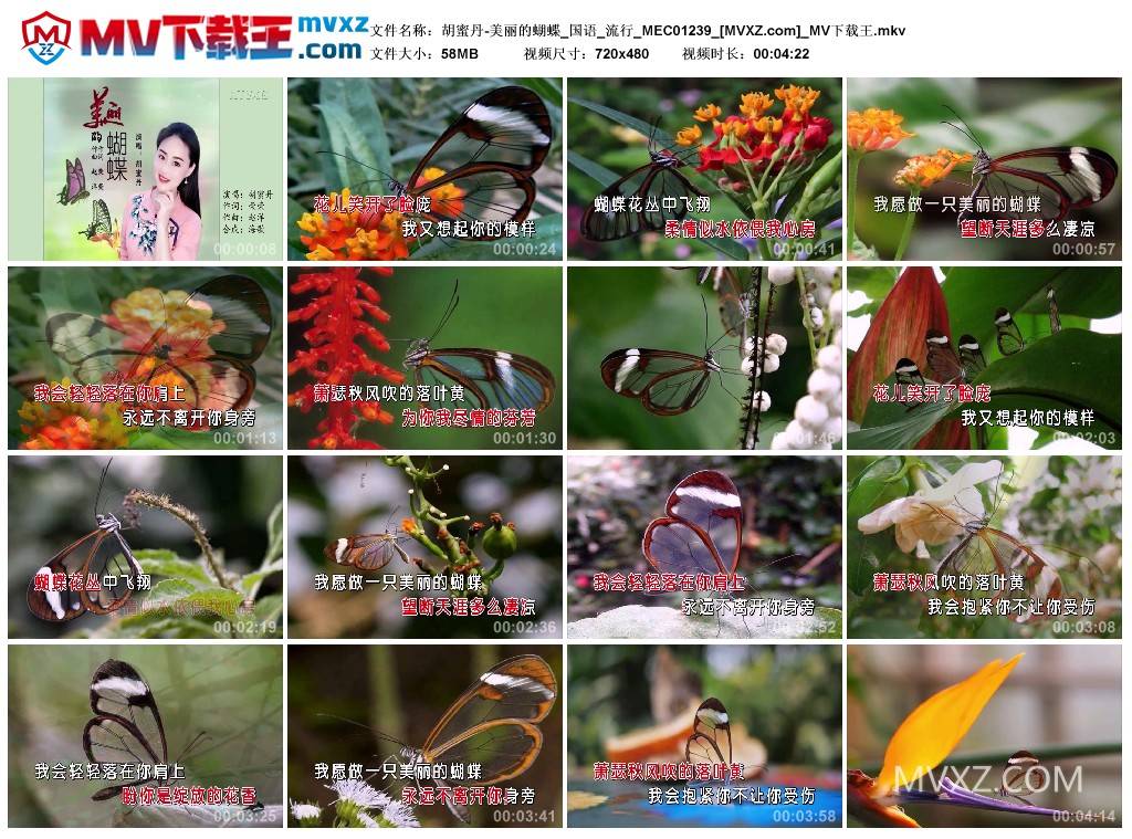 胡蜜丹-美丽的蝴蝶_国语_流行_MEC01239